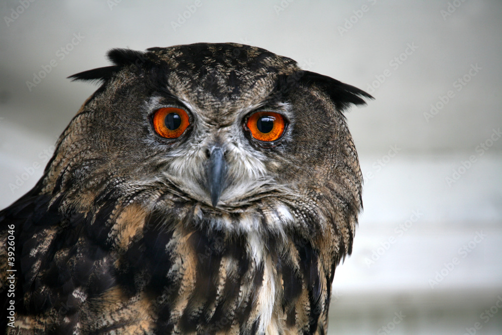 Fototapeta premium Uhu