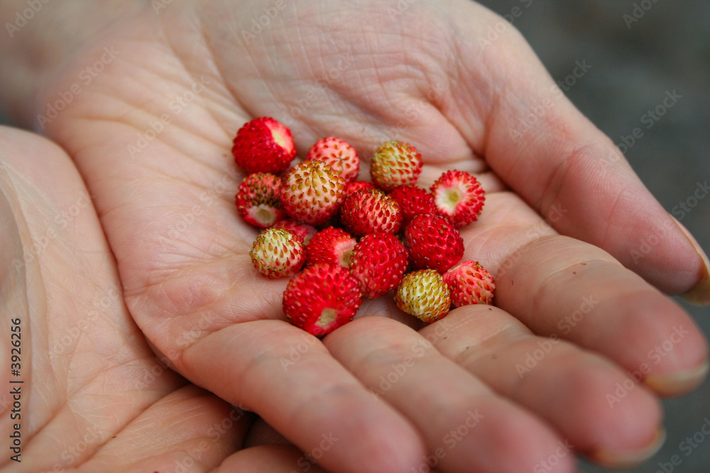 Few wild strawberries in a palm Few wild strawberries in a palm