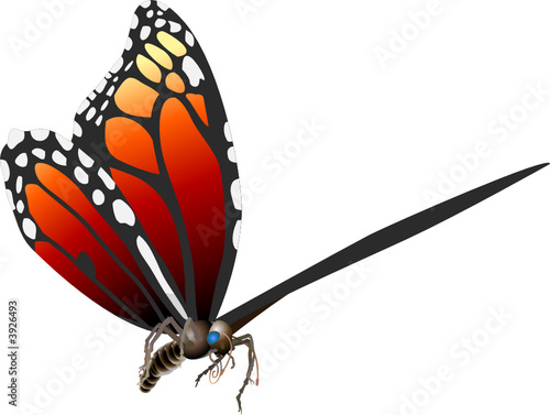 butterfly