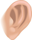 Body parts ear
