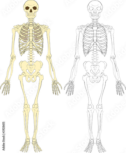 A human skeleton