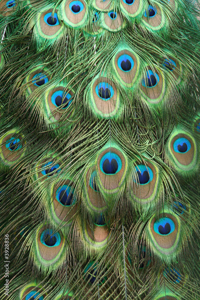 Fototapeta premium Plumage de paon