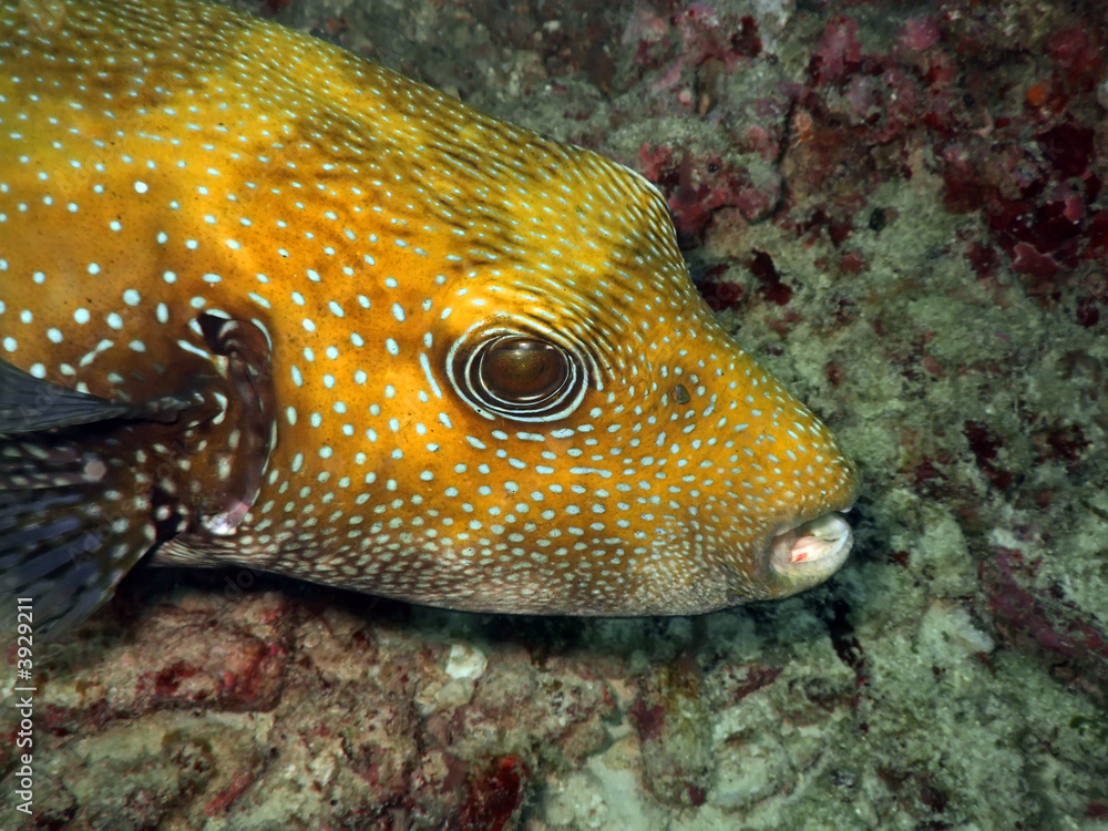 Tropical fish. Andaman sea. Similan islands Tropical fish. Andaman sea. Similan islands