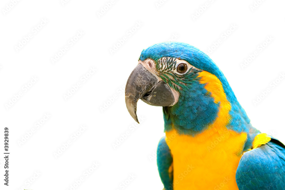 Yellow and Green Parrot it's beak Isolated on a white background