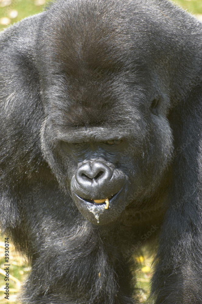 A silverback gorilla at feeding time in a zoo A silverback gorilla at feeding time in a zoo