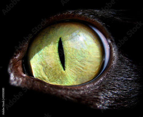 feline eye