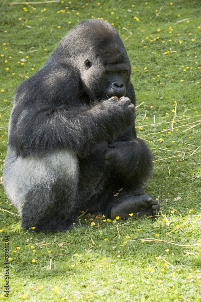 A silverback gorilla at feeding time in a zoo A silverback gorilla at feeding time in a zoo