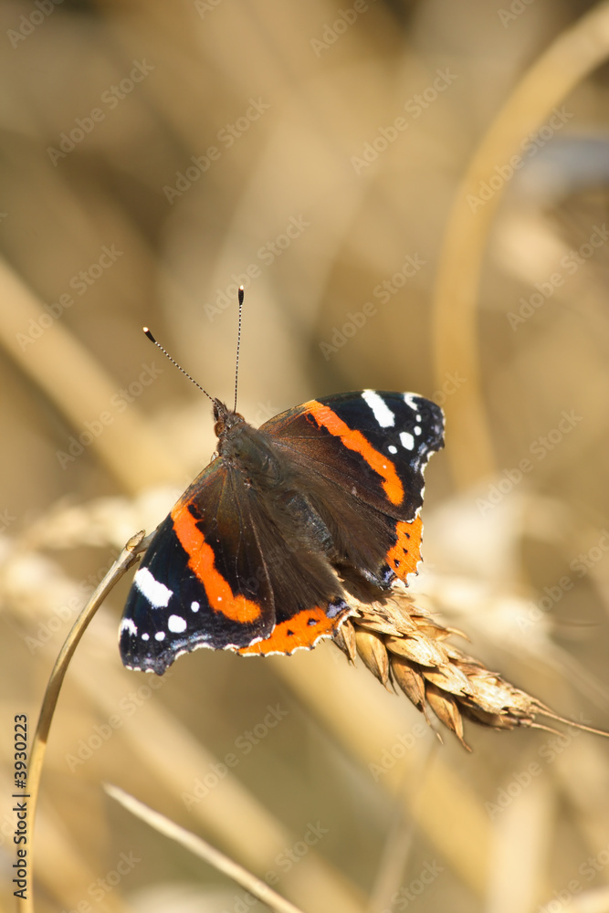 Fototapeta premium Red Admiral butterfly (Papilon Vulcain) 
