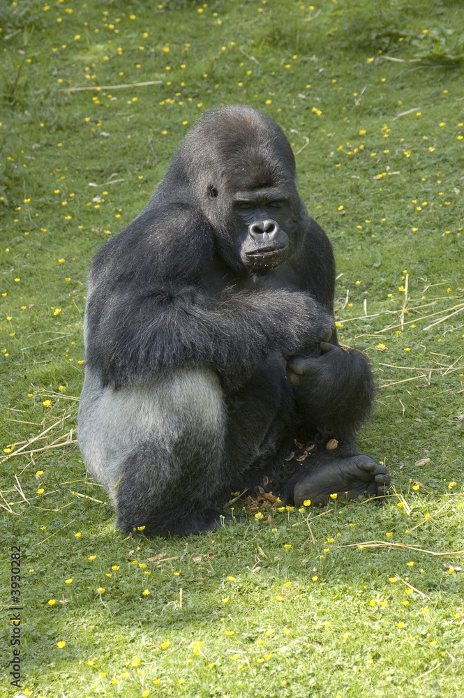 A silverback gorilla at feeding time in a zoo A silverback gorilla at feeding time in a zoo