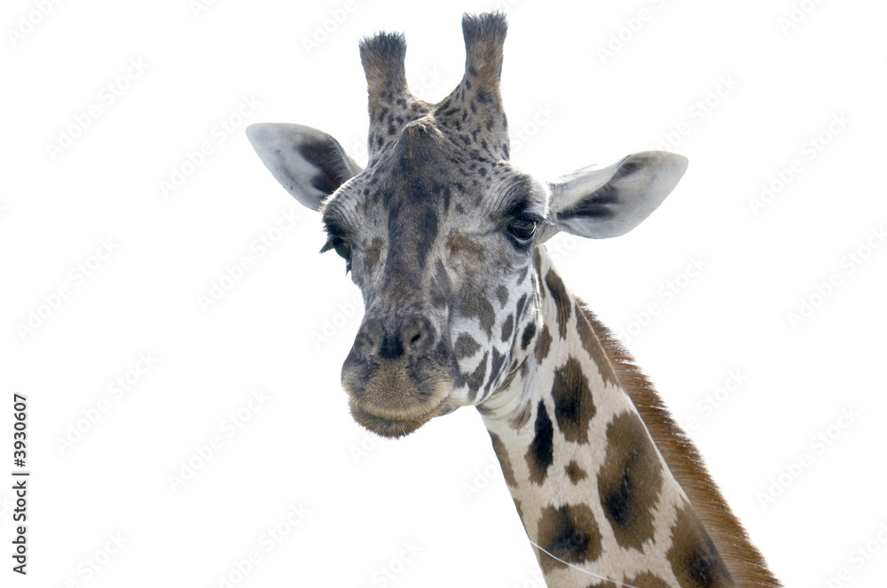 A portrait of a Giraffe isolated on white