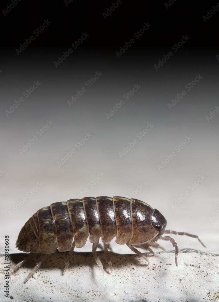 extreme macro of a bug extreme macro of a bug