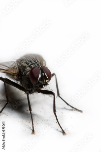 extreme macro of a housefly in white background.
