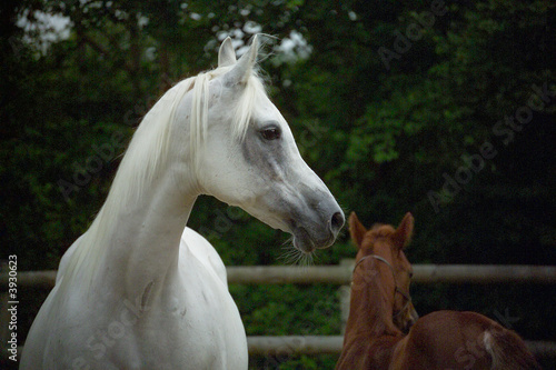 The White Arabian Mare and her colt foal close-up