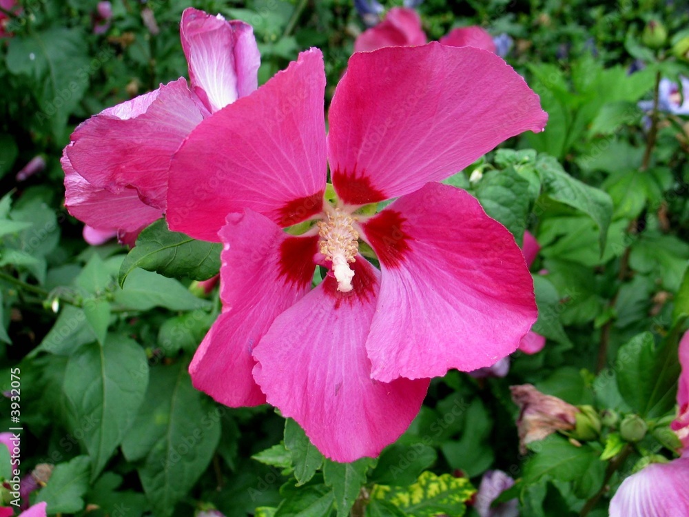 Fleur rosée violetée d'été Fleur rosée violetée d'été