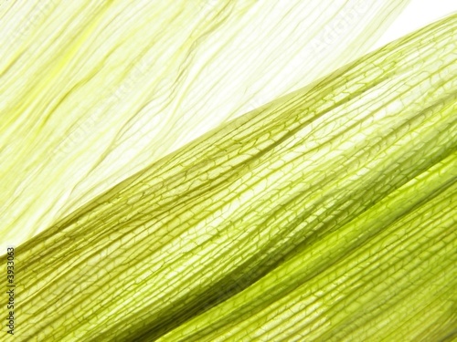 maize leaves