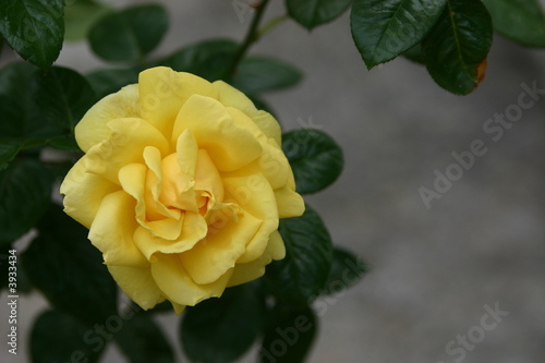 Rose jaune ouverte