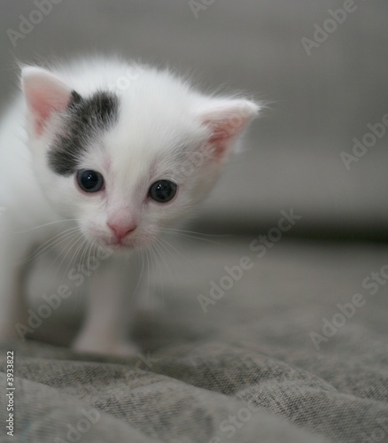  kitten