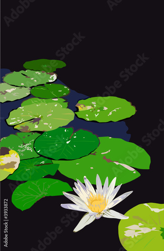 Waterlily