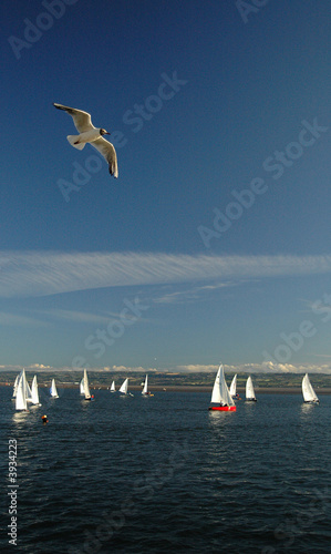 seagull over the lake