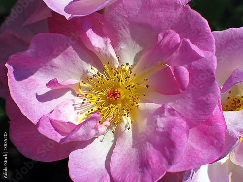 Rosebushes with purple flowers in a garden
