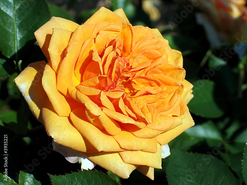 A single orange and yellow rose in a garden