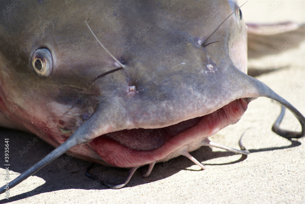 Eyes and Mouth and whiskers of catfish Stock Photo