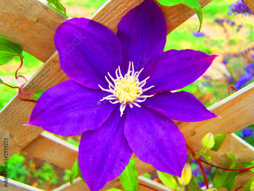 Purple Clematis caracasana flower photo