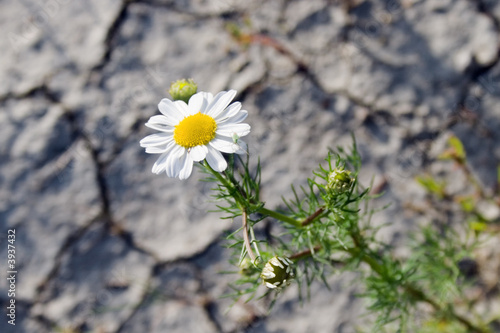 Chamomile 