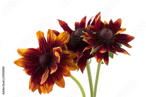 Three rudbeckia flowers on a white background.