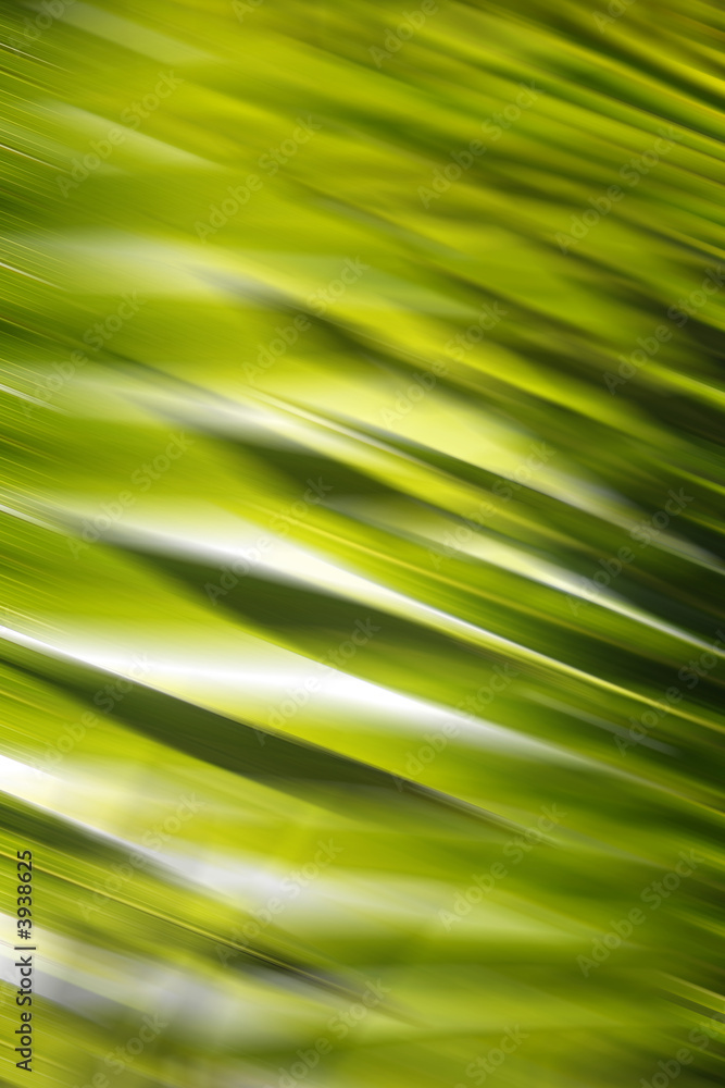 Palmera Abstracta Palmera Abstracta