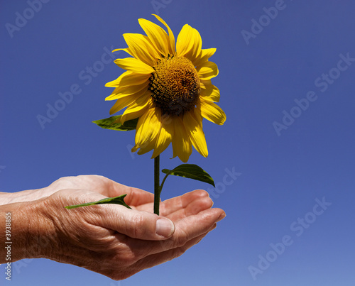 hände mit sonnenblume