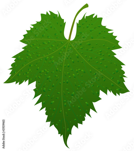 Grape leaf with waterdrops