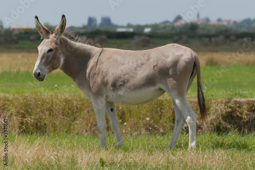 âne dans une prairie