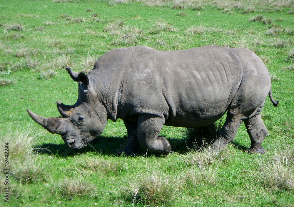 Fototapeta premium Armour.