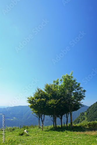Trees, blue sky and copy space