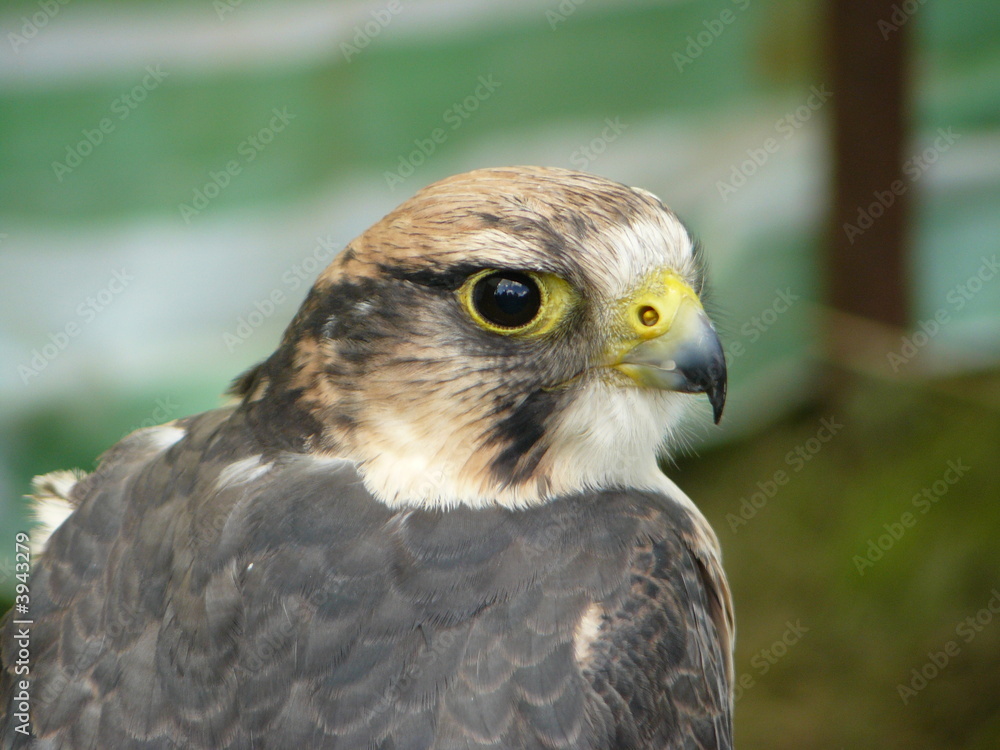 Hawk 1 Hawk 1