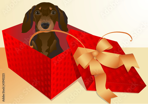 dachshund