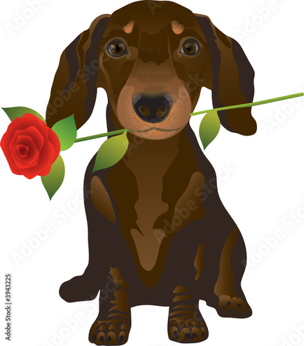 dachshund 2