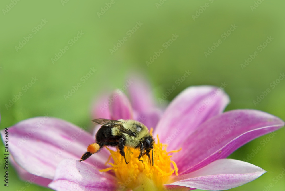 bumblebee on a flower bumblebee on a flower