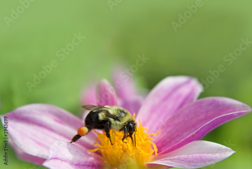 bumblebee on a flower