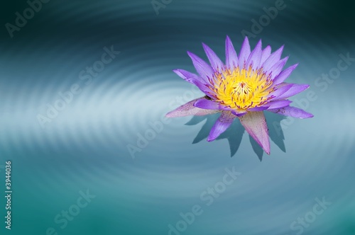 Lotus bleu