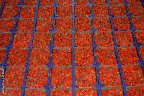 Strawberries at Florida Strawberry Festival 