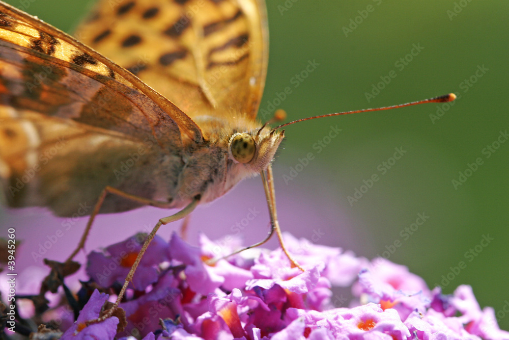 Obraz premium butterfly