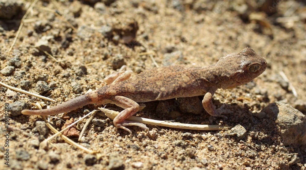 Gecko Ptenopus kochi sur le sol - Namibie - Damaraland Gecko Ptenopus kochi sur le sol - Namibie - Damaraland