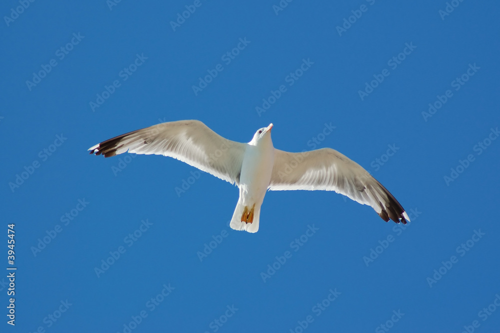 Seagull Seagull