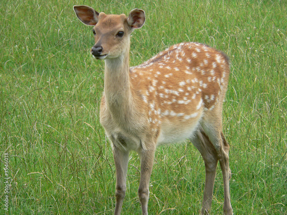 Deer Deer