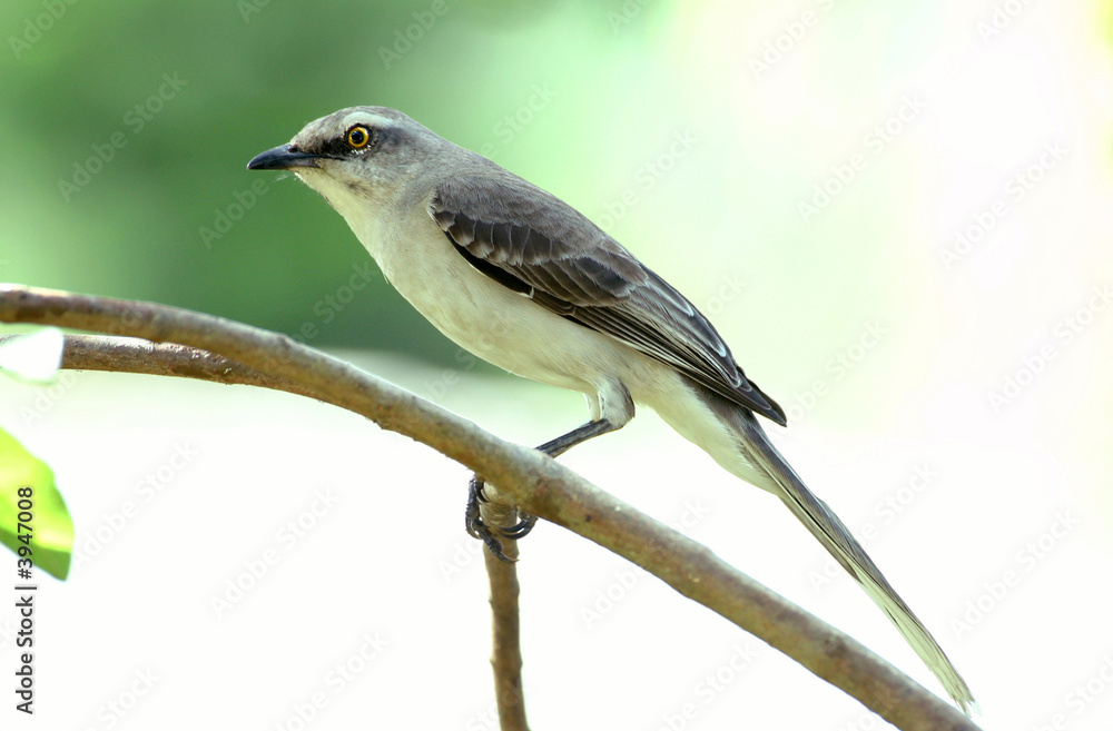 Mockingbird (Mimus gilvus tobagensis) on a guava tree branch Mockingbird (Mimus gilvus tobagensis) on a guava tree branch