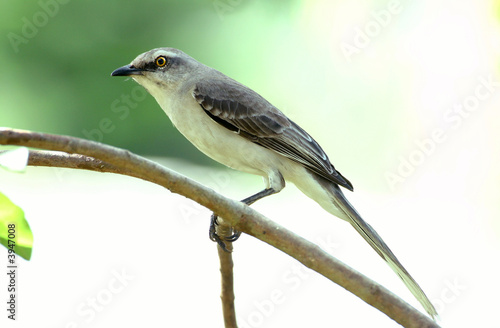 Mockingbird (Mimus gilvus tobagensis) on a guava tree branch