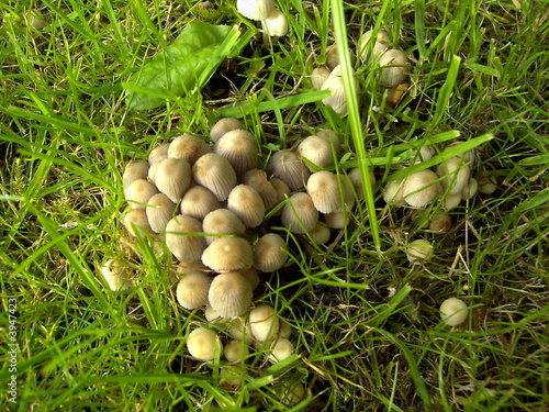 Pilzmännchen
