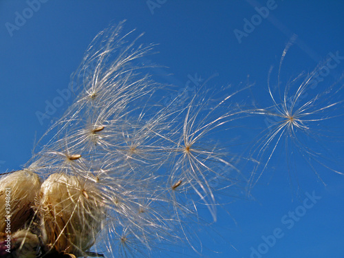 seeds